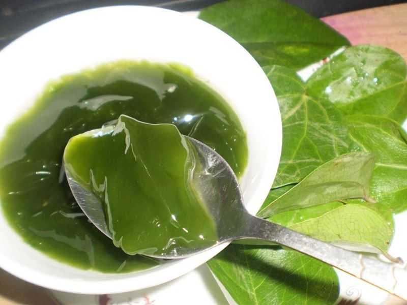 Uống 2 ly lá sâm mỗi ngày giúp hạn chế nóng trong, tích tụ độc tố