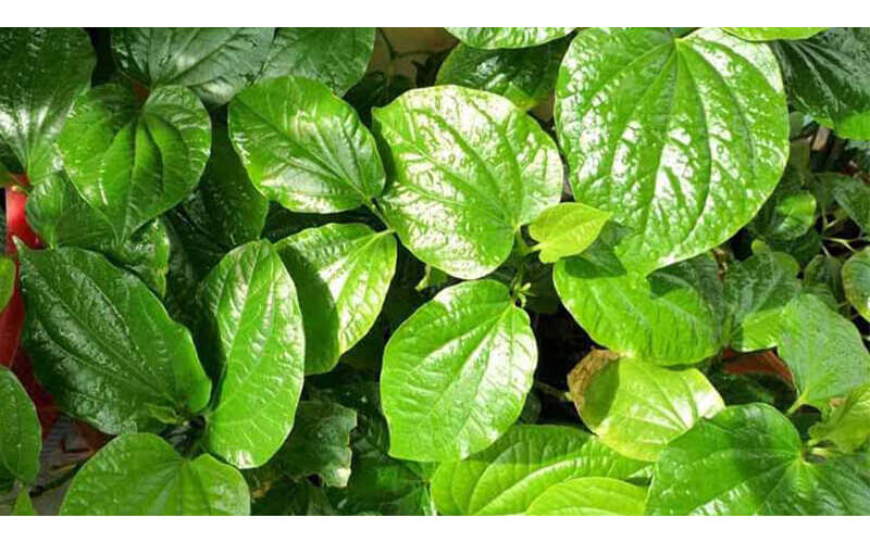 Sử dụng các phương pháp giảm ngứa dân gian