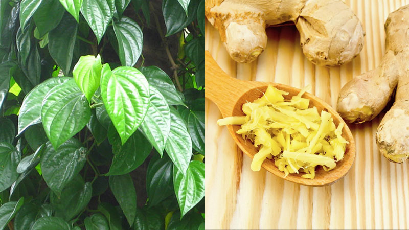 Công thức trị mụn bằng lá trầu không và gừng tươi