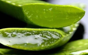 Nha đam có thể giúp trị mụn thâm hiệu quả