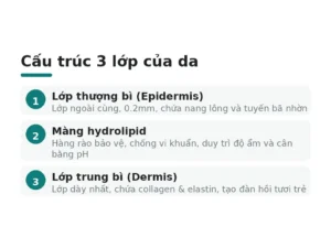 Cấu trúc 3 lớp của da