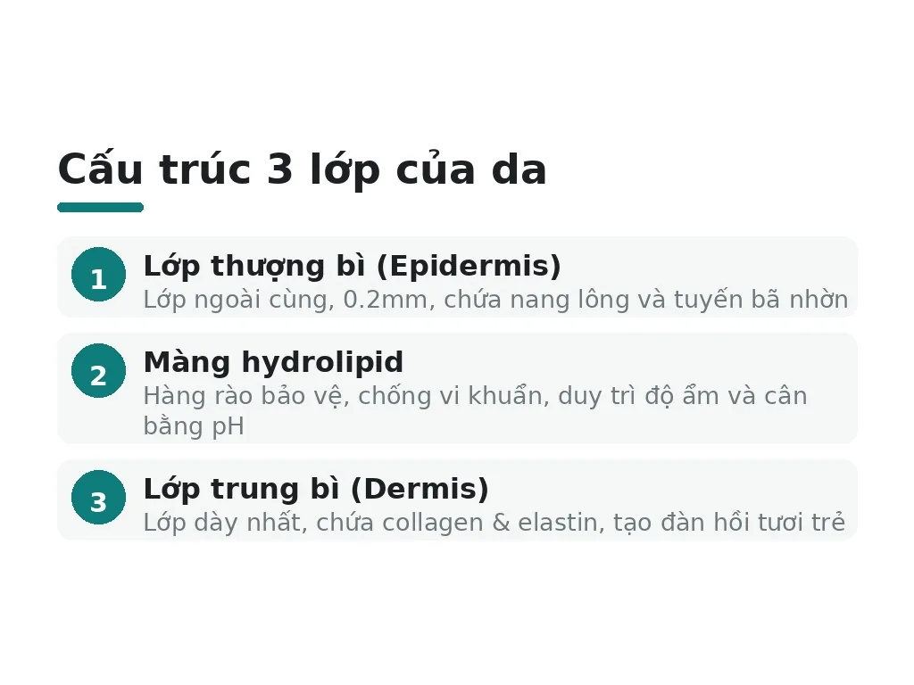 Tìm hiểu cấu trúc da cơ bản