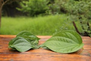 Trầu không giúp tiêu viêm, trị mụn lẹo nhanh chóng