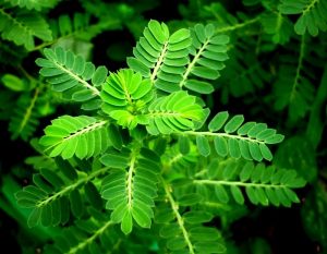 Diệp hạ châu hay còn có tên dân dã là cây chó đẻ điều trị mụn rất tốt từ bên trong