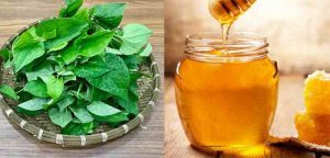 Rau diếp cá và mật ong có tác dụng lớn trong việc điều trị mụn lưng