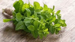 Hướng dẫn bạn trị mụn lưng bằng công thức bạc hà siêu hiệu quả