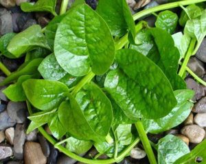 Rau mồng tơi chứa nhiều vitamin và dưỡng chất mang lại nhiều công dụng trong việc trị mụn