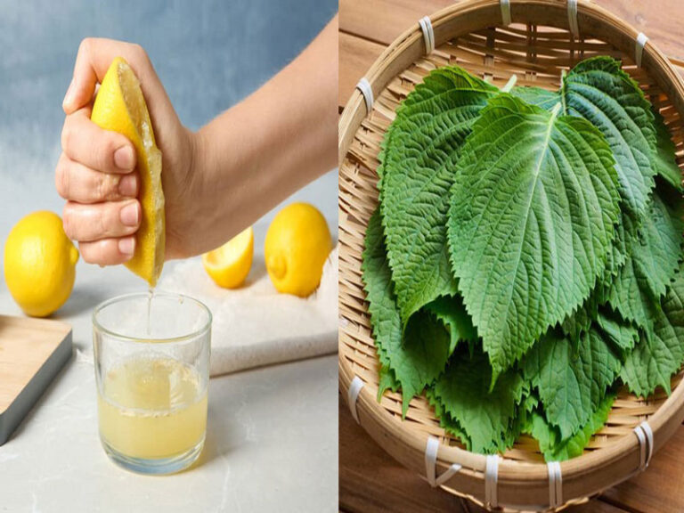 Cách tắm trắng bằng tía tô và chanh dưỡng trắng da hiệu quả