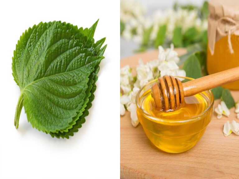 Cách tắm trắng bằng tía tô và mật ong hiệu quả