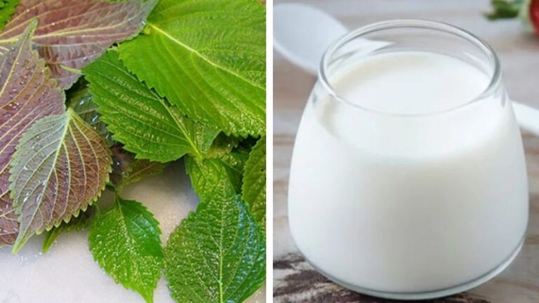 Cách tắm trắng bằng tía tô và sữa tươi an toàn, hiệu quả