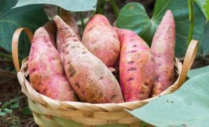 Khoai lang giúp cho da chóng lành, hạn chế nhiễm khuẩn vết thương