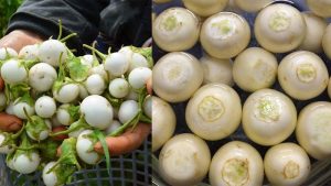 Trong giai đoạn đang bị vết thương hở có được ăn cà pháo hay không?