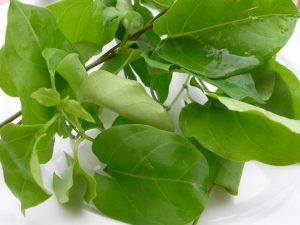                     Lá vông có nhiều công dụng tốt cho sức khỏe