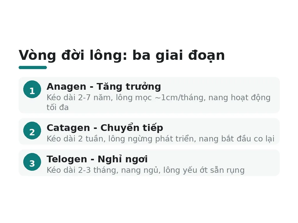 Cấu trúc lông và tế bào gốc: tại sao không thể loại bỏ hoàn toàn?