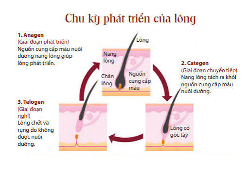 Vì sao lông vẫn mọc lại sau triệt laser?