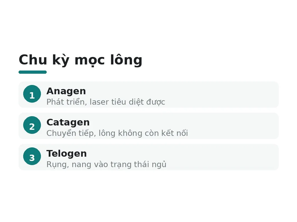 Vì sao lông mọc theo chu kỳ?
