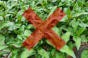 Sau khi nâng mũi bạn không nên ăn rau răm vì khiến tình trạng sưng tấy kéo dài, lâu lành